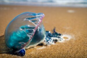 Medusas en verano: cómo trabajan los socorristas para garantizar la seguridad en las playas